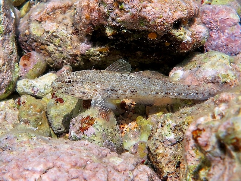 Gobius incognitus (M. Kovacic and R. anda, 2016) vs. Gobius bucchichi (Steindachner,1870)